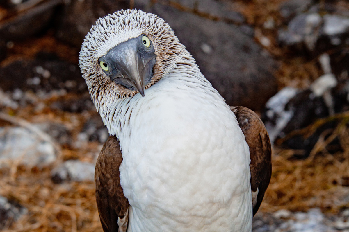 Galapagos Islands Blue footed booby